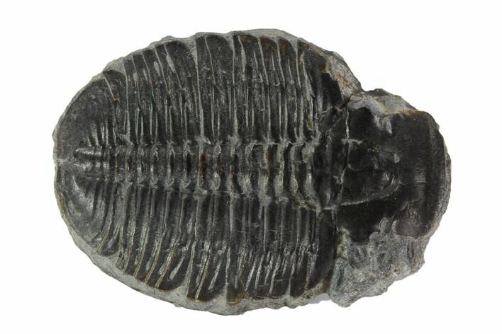 Elrathia Trilobite Molt - Wheeler Shale, Utah #97108
